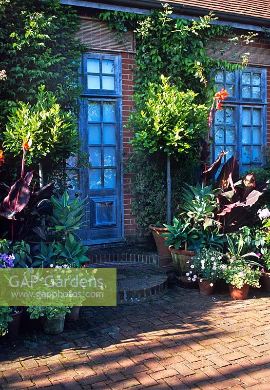 Patio garden with large selection of containers planted with a semi-tropical plants.
