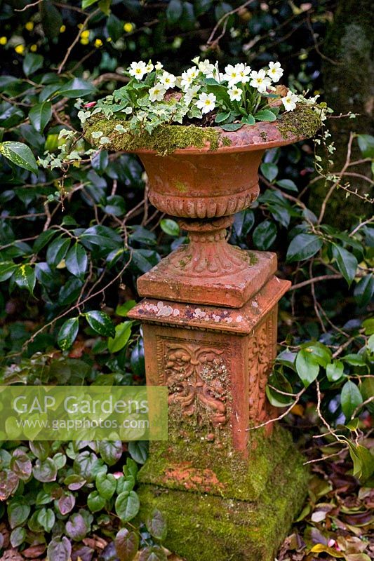 Ornamental ceramic urn with Primula vulgaris - Primroses, March.