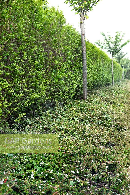 Cotoneaster horizontalis ground cover with Ligustrum ovalifolium - Green privet hedge, May.