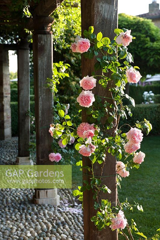 Pink flowered climbing rose trained on wooden pergola at Borgo Santo Pietro, Tuscany, Italy.