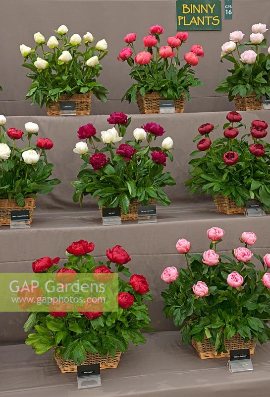 Binny Plants show stand with Paeonia varieties, May. 