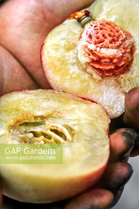 Peach 'Rochester' split open revealing seed and flesh