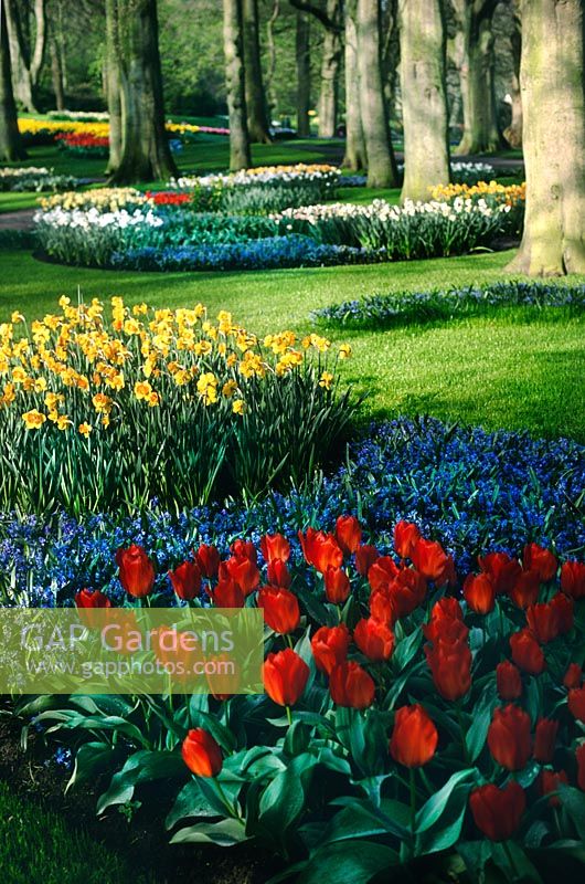 Woodland with mass planted Tulips, Scilla and Daffodills, Keukenhof, Holland in spring.