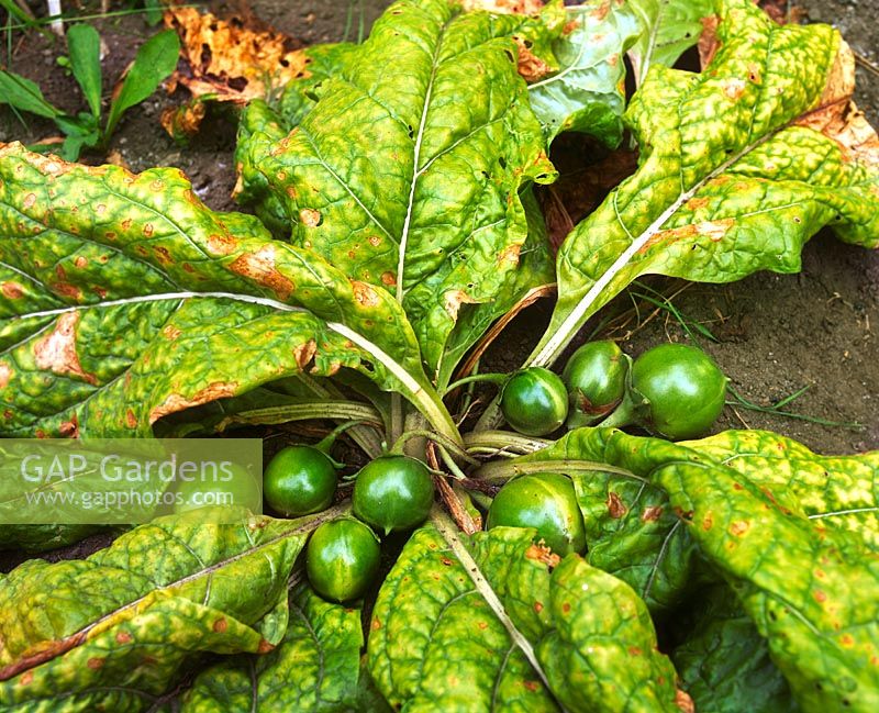Mandragora officinarum - Mandrake harvested with fruit