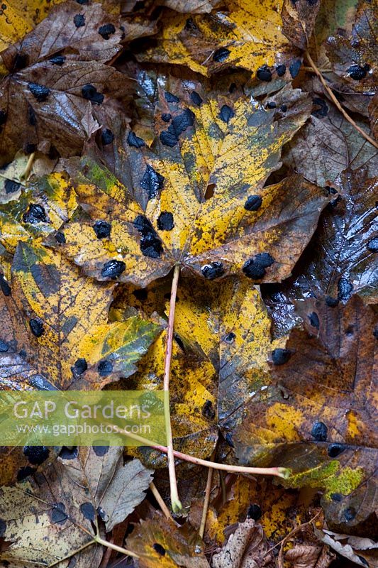 Acer pseudoplatanus - Sycamore fallen leaves with fungus Rhytisma acerinum - Tar spot, black spot, November.