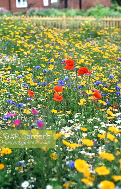 Wildflower meadow with Papaver rhoeas, Agrostemma githago - Corncockle, Leucanthemum vulgare - Ox-eye daisy and Centaurea cyanus - Cornflower.
