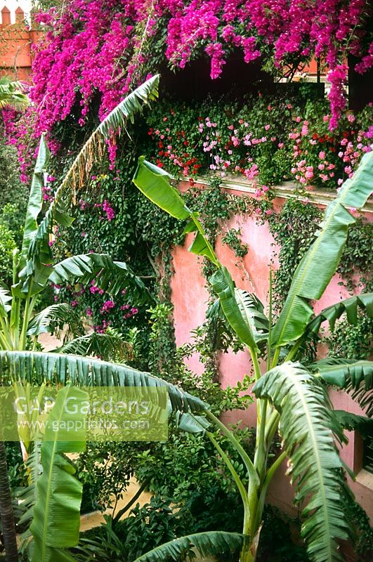 Courtyard garden with banana plants and flowering Bougainvillea climber. Casa de Pilatos, Seville, Spain. 