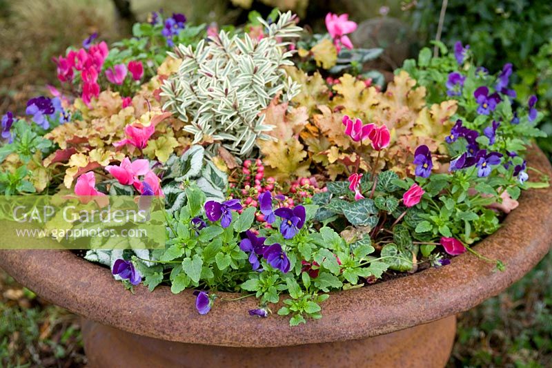 Cast iron container planted with winter plants,  Cyclamen hederifolium and Viola Hebe, October.