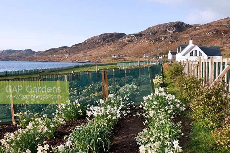 The nursery at Croft 16 with clumps of Daffodils, windbreak hedge and netting looking down Loch Ewe to Poolewe