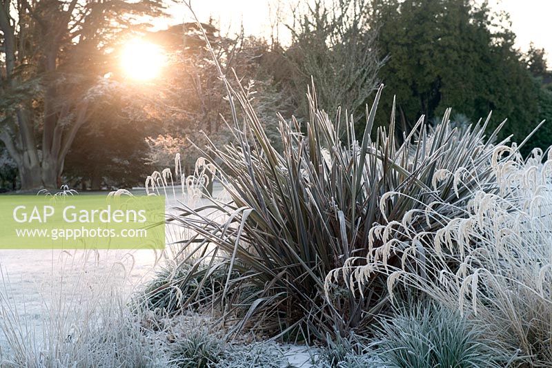 Frost covering Phormium cv and ornamental grasses at The Walled Garden, Culzean Castle, Ayrshire, Scotland, UK