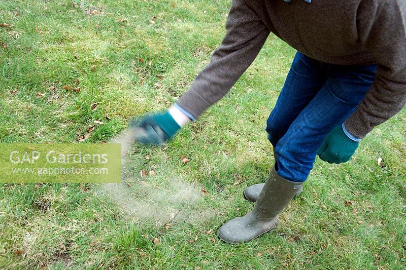 Gardener casting lawn weed and feed granules by hand, April.