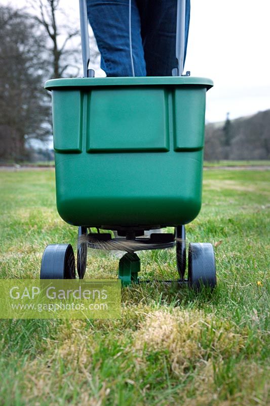 Gardener using a lawn feed spreaders, April.