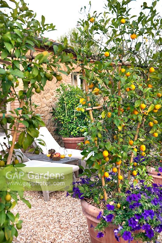 Courtyard garden with sun loungers, gravel and orange - Citrus trees with pansies in containers at Borgo Santo Pietro, Tuscany, Italy, June.