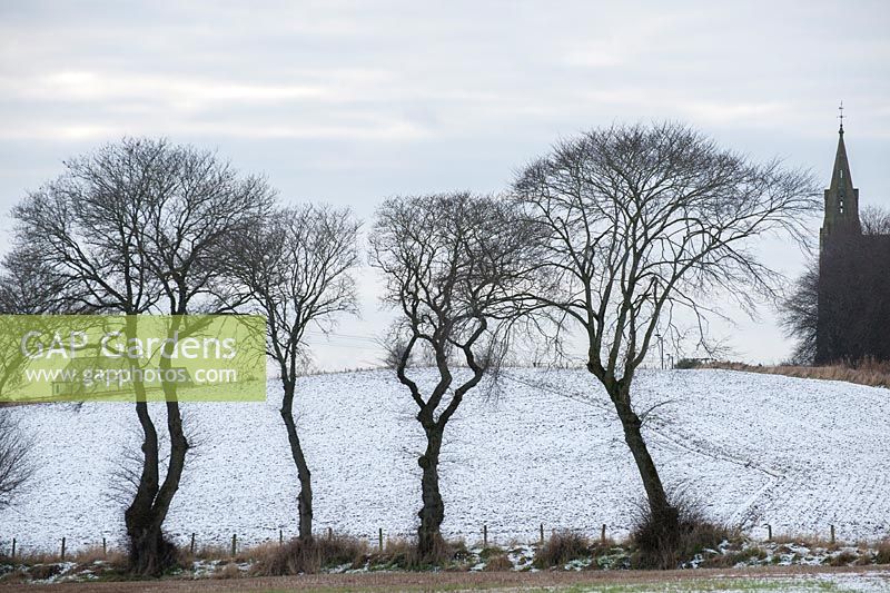 Line of Ulmus glabra - Wych elm trees with snow covered fields near Rosskeen Free Church, Easter Ross, Scotland, January.