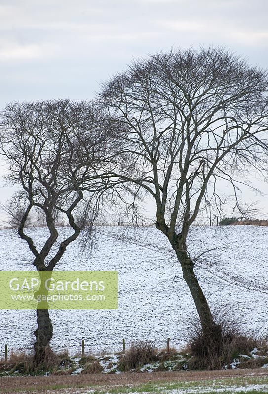 Ulmus glabra - Wych elm trees with snow covered fields, Easter Ross, Scotland, January.