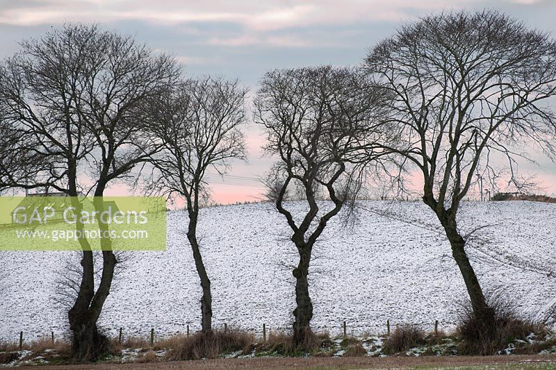 Line of Ulmus glabra - Wych elm trees and fields, Easter Ross, Scotland, January.