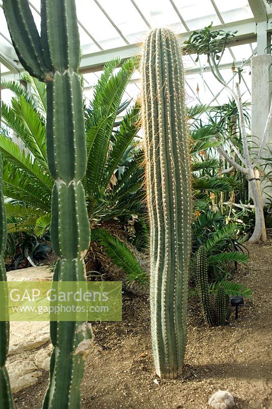 Echinopsis terscheckii, previously Trichocereus terscheckii - Cardon grande cactus or Argentine saguaro. 