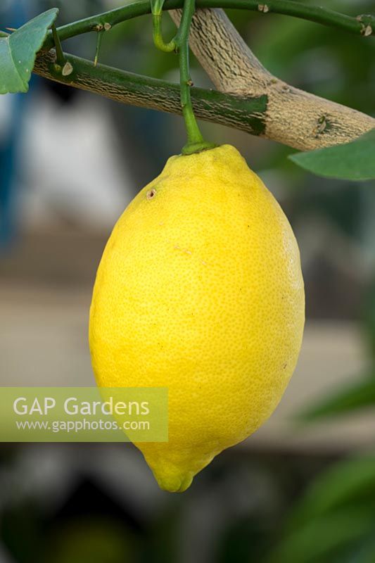 Lemon Citrus X Limon 'Gareys Eureka'