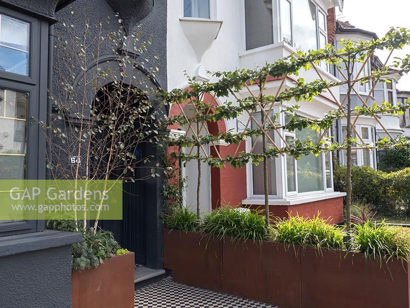 Modern rusted planters with pleached trees, September.