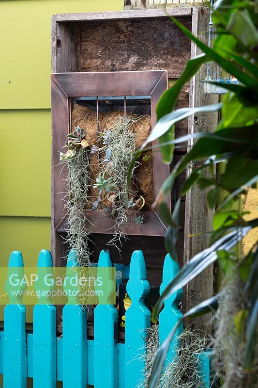 Upcycled timber picture frame mounted to a wall filled with coconut fibre and planted with succulents and Tillandsia usenoides, Spanish Moss, in front of an aqua blue timber picket gate.