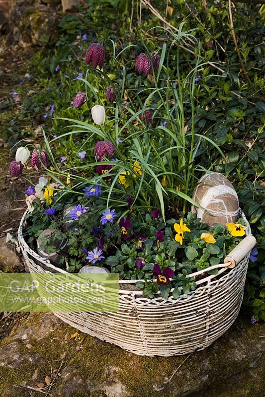 Old wire basket filled with Fritillaria meleagris - Snake's Head Fritillary, Anemone blanda, mixed Viola and patterned stones