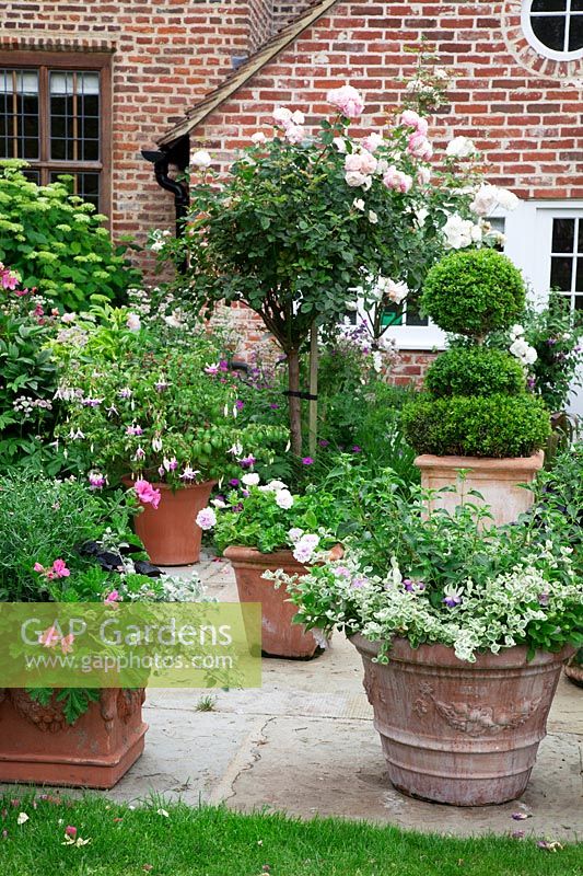 Terracotta pots on York stone terrace filled with Annuals, Fuschia, Pelargoniums, Agapanthus foliage and Buxus - Box - topiary. In borders by house,  'Rosa 'Crocus',  Rosa mutabilis,  Hydrangea 'Annabelle', Astrantia major.