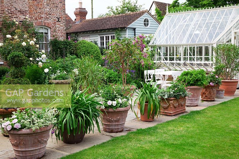 Terracotta pots on York stone terrace  filled with Annuals,   Agapanthus foliage and Buxus - Box - topiary. In borders by house,  standard  'Rosa 'Crocus',  Robinia kelseyi. Greenhouse with cold frame and weatherboarded outhouse.