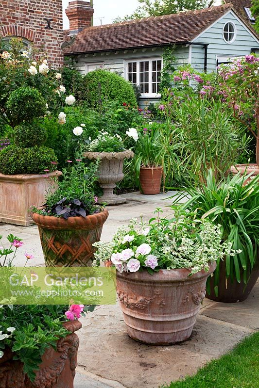 Terracotta pots on York stone terrace  filled with Annuals,   Agapanthus foliage and Buxus - Box - topiary. In borders by house, standard  'Rosa 'Crocus'