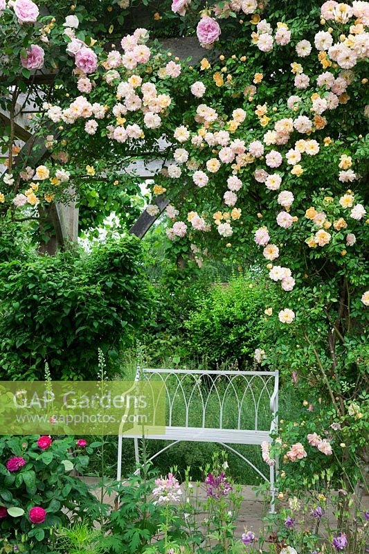 Rosa 'Phyllis Bide' and Rosa 'de Rescht' frame a gothic ironwork pergola with a bench underneath