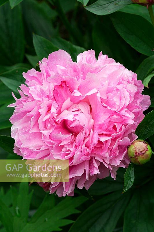 Paeonia 'Dr. Alexander Fleming' - Herbaceous Peony