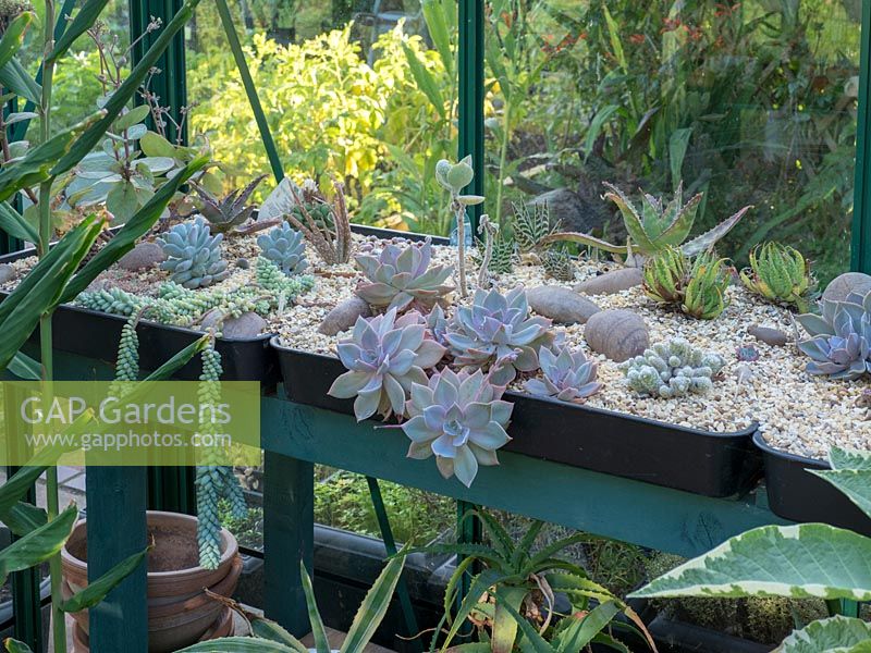 The greenhouse contains shallow pans with an assortment of cacti and succulents.  This is a good way to grow these plants as most are shallow rooted.