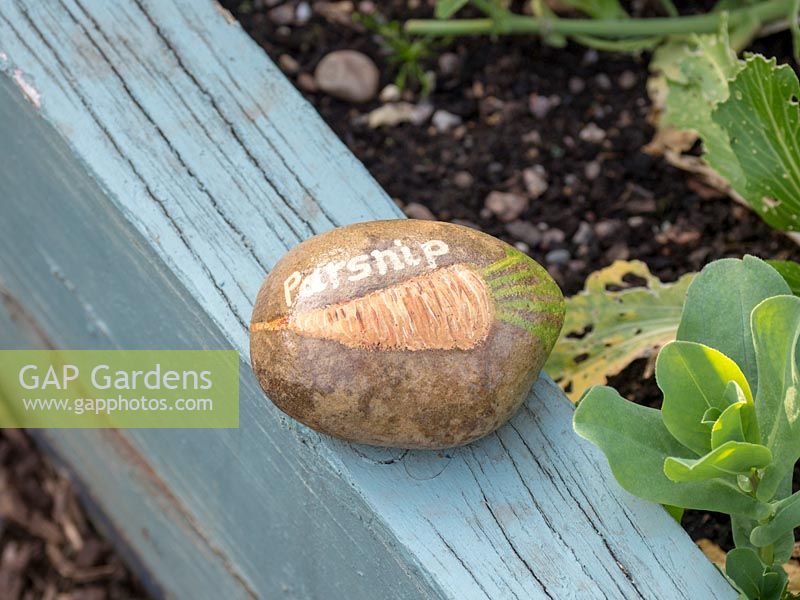 Stone painted as a plant label.  This stone is a parsnip label and also has a painting of this vegetable.