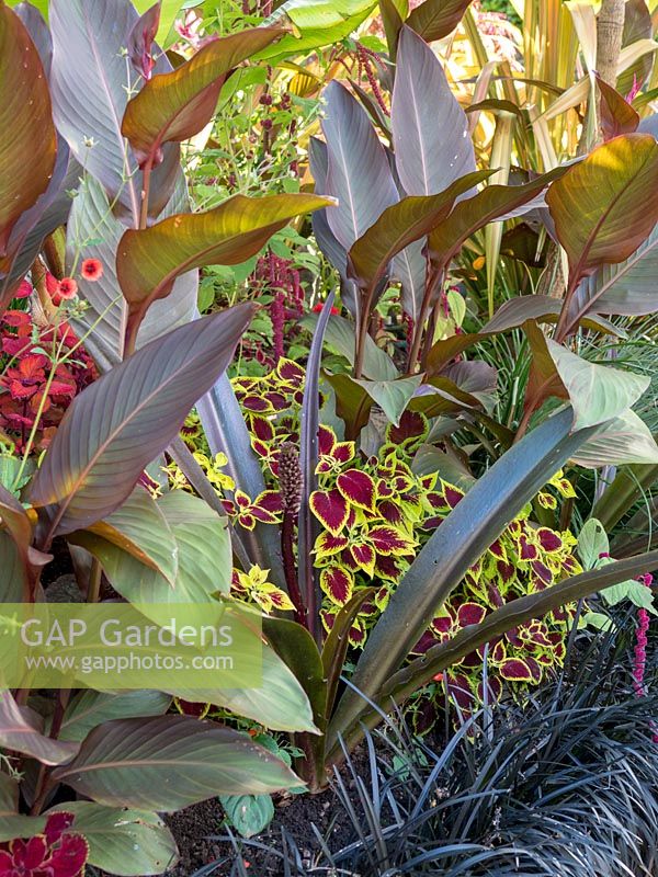 Cannas underplanted with Coleus give a tropical feel to the border