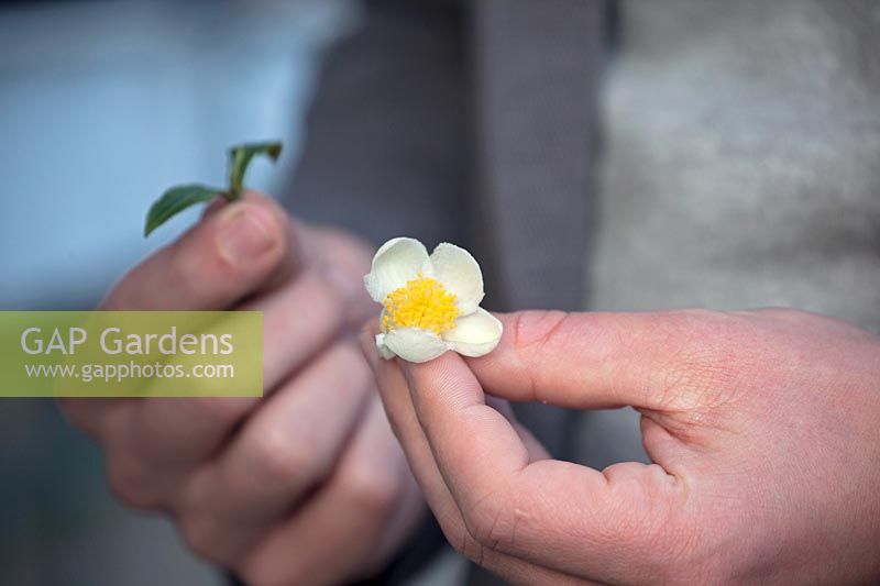 Young shoot and flower of Camellia Sinensis. Johan Jansen, owner of Special Plant Zundert, developed first tea plant in Europe.