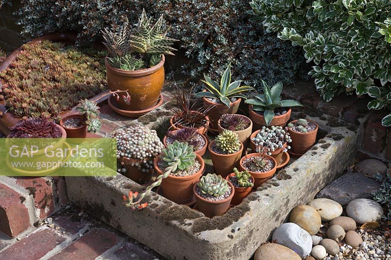Collection of potted succulents in a stone sink including Aloe, Yucca, Sempervivum and Echeveria.