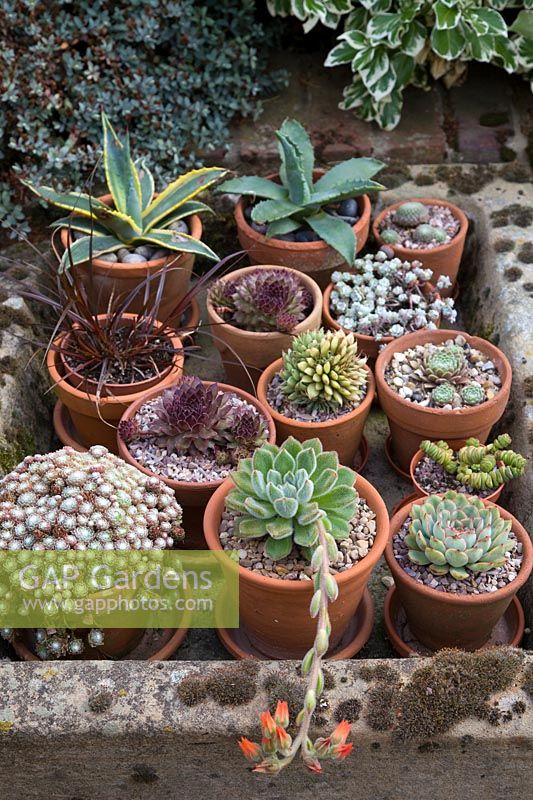 Collection of potted succulents including Aloe, Yucca, Sempervivum and Echeveria.