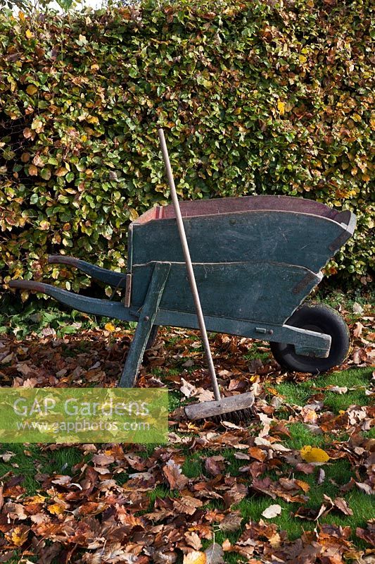 Antique wooden wheelbarrow with broom by Fagus sylvatica, Common Beech hedge in Autumn with fallen leaves. 