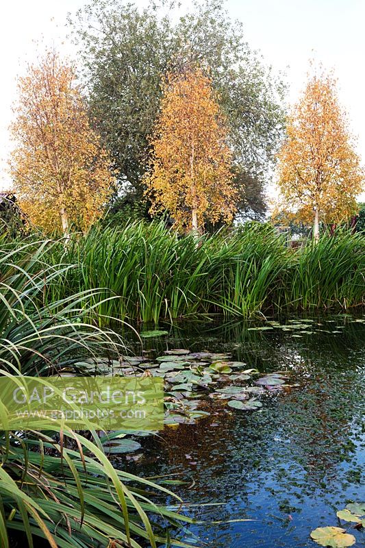 Betula ermanii - Birch trees overlook the still water of the pond.