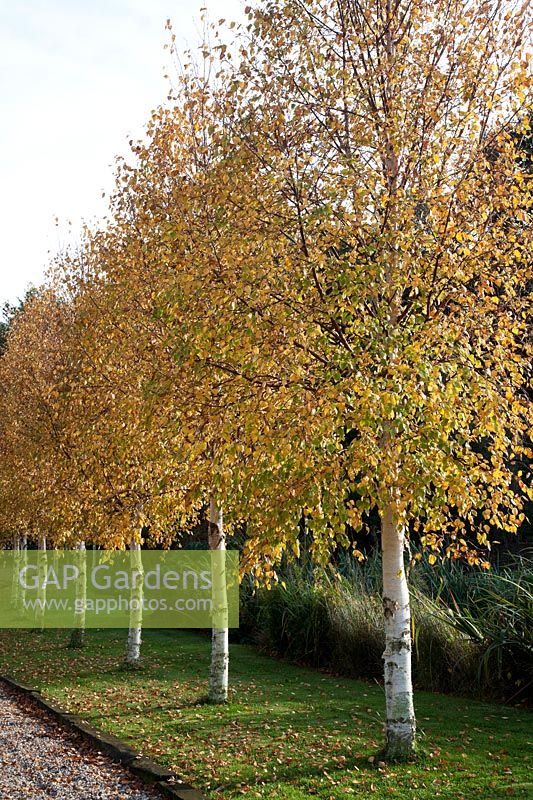 Row of golden leaved Betula ermanii - Birch - line the driveway in Autumn.