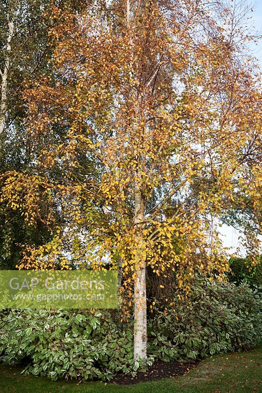 Betula pendula - silver birch underplanted with variegated Cornus