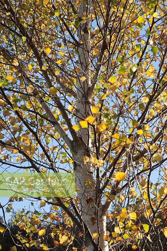 Betula pendula - Birch against a blue Autumn sky.