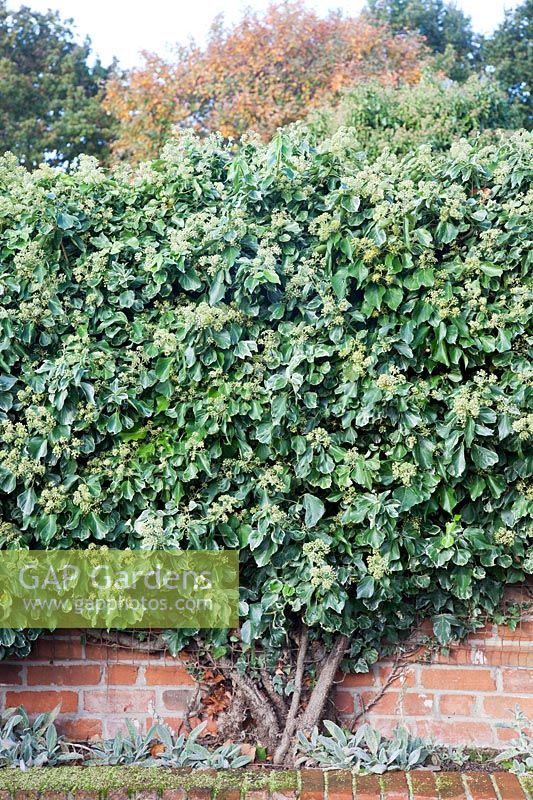 Flowering Hedera helix, Common Tree Ivy, English Ivy, growing against a brick wall. 