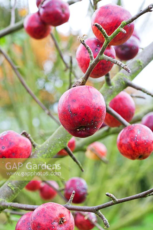 Malus x robusta - red Crab Apples on bare branches in Autumn.