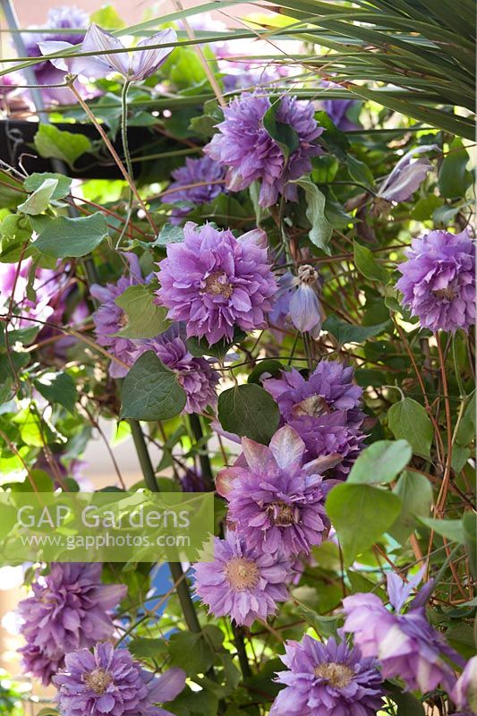 Clematis 'Vyvyan pennell'  - Amateur terrace. Milan, Italy
