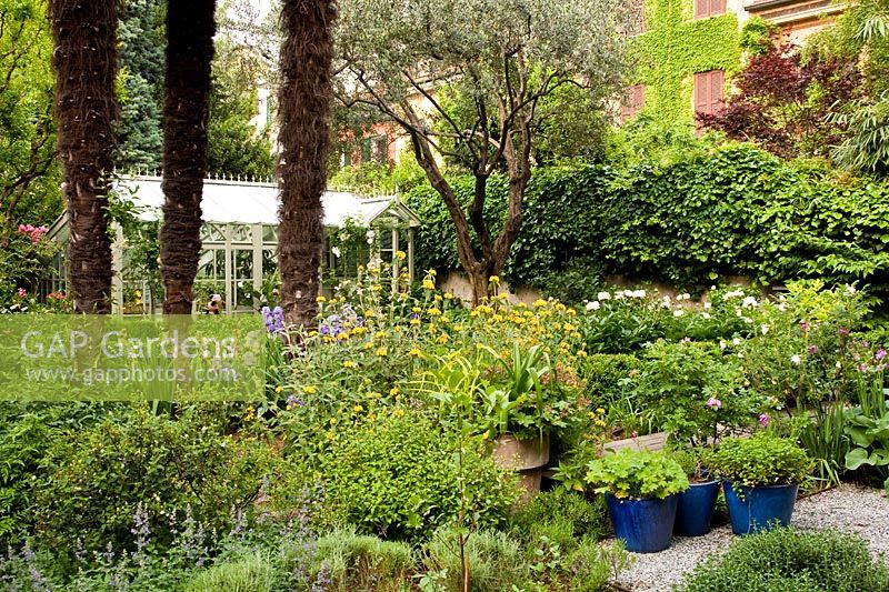 A view of the garden from the house. In the foreground - Rosa 'Rose of picardy', Hellebores, white Paeonia, olive tree, Lagerstroemia and a glasshouse made by  artisan Tommaso Scacchi.   Milan. Italy.