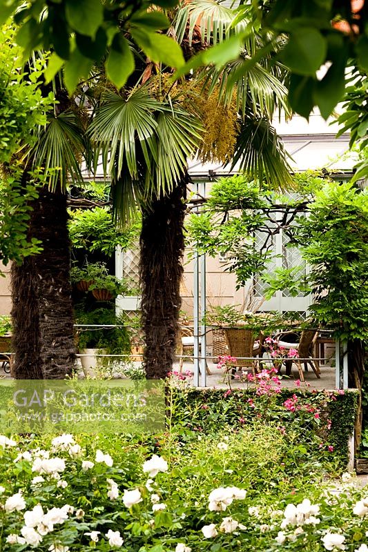 A view of the veranda and the garden from the glasshouse. Chamaerops excelsa. Milan. Italy.