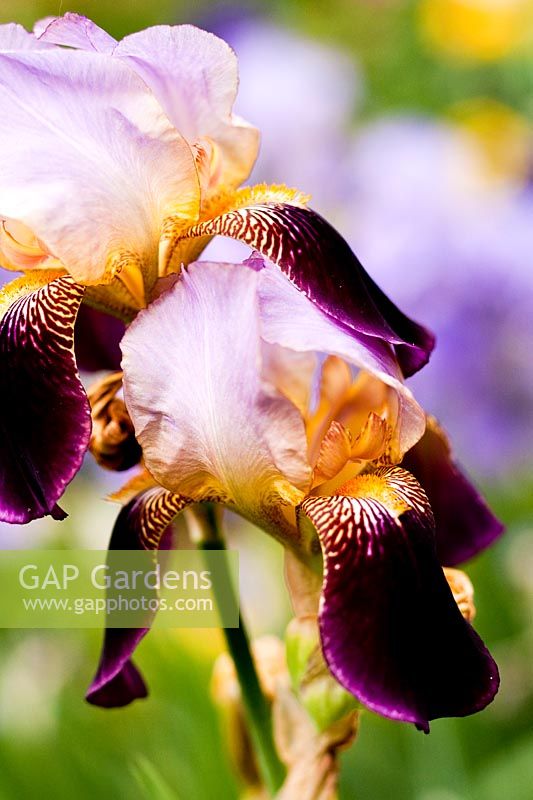 Iris xgermanica cv.. Milan. Italy.