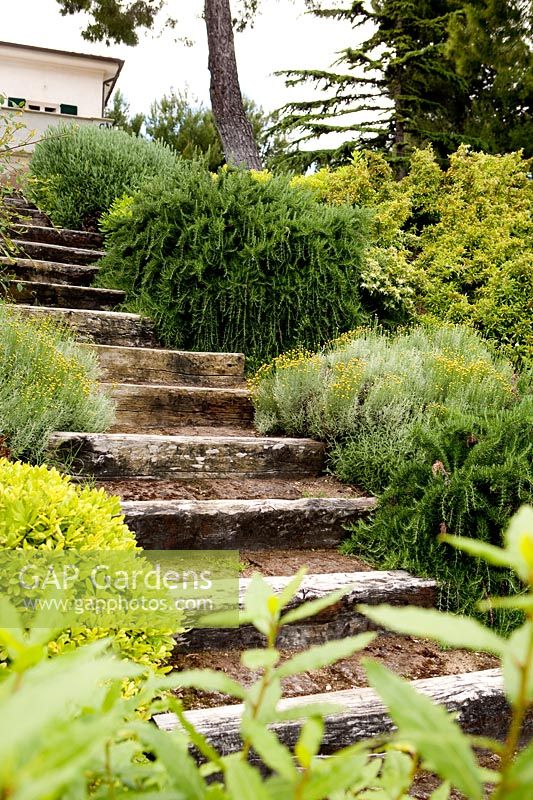 Steps between Santolina and Rosemary. Project garden, Macerata, Italy, June.