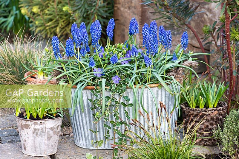 An early spring planter of Muscari 'Big Smile' planted with periwinkle - March
