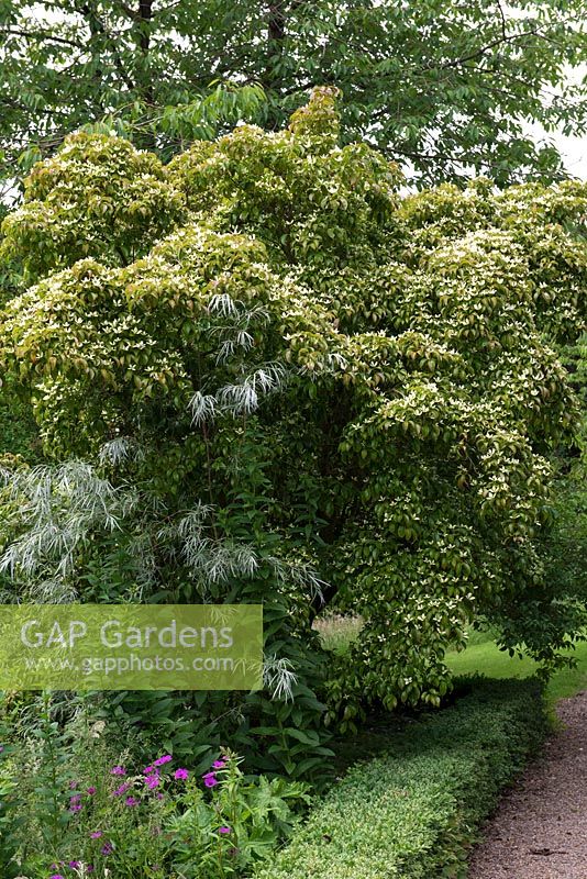 Cornus angustata., a deciduous dogwood tree with creamy bracts at the National Collection of Cornus at Newby Hall.